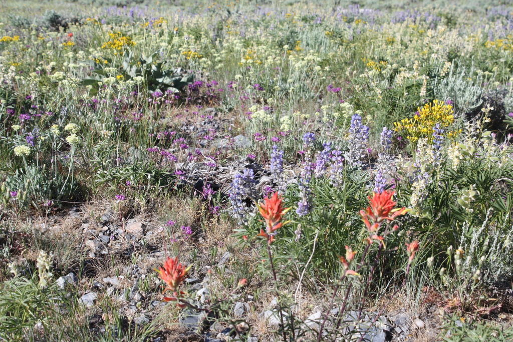Anna took a bunch of good photos of the wild flowers...they were very muted colors and very pretty